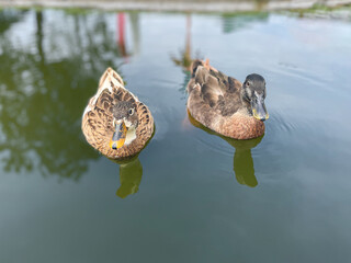 Couple of grey teal duck in the pond. 