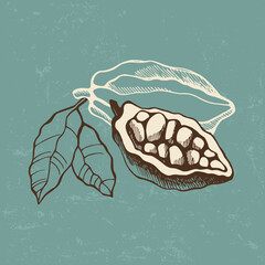 Two cocoa beans. Whole and half tropical plant. Hand drawn vector illustration.