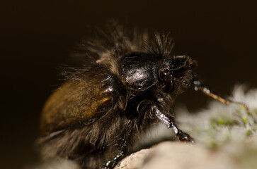 Beetle Tropinota squalida canariensis. The Nublo Rural Park. Tejeda. Gran Canaria. Canary Islands. Spain.