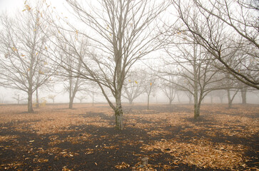 Forest of sweet chestnut Castanea sativa in the fog. The Nublo Rural Park. Tejeda. Gran Canaria. Canary Islands. Spain.
