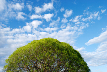 Crack willow (Salix fragilis) treetop with lush foliage against summer sky.