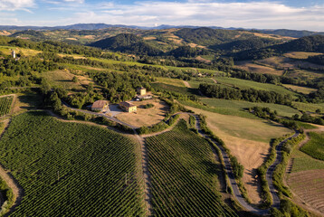 Vineyard plantations, panoramic aerial view