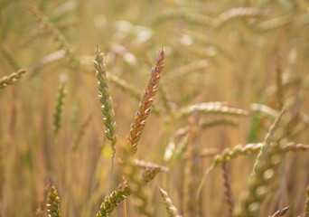 Fototapeta premium wheat field in the sunshine