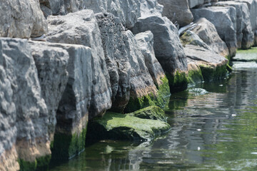 Fototapeta na wymiar live and dead algae on the rocks