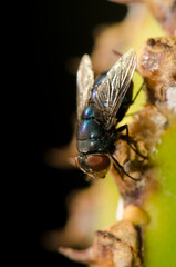 Common green bottle fly Lucilia sericata. Las Palmas de Gran Canaria. Gran Canaria. Canary Islands. Spain.