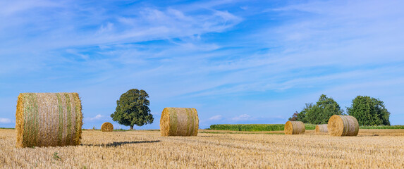 panoramic view of a field with straw balls in summer