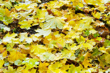 Vibrant fall foliage