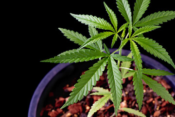 Cannabis plant tree planting on pot on black background, close up cannabis leaf,