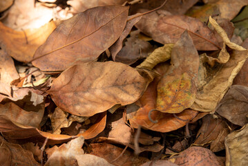 Fallen leaves on ground in forest
