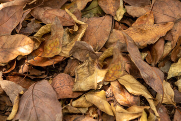 Fallen leaves on ground