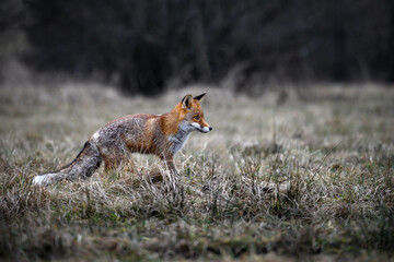 A red fox runs and looks for prey.