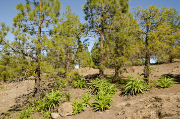 Fototapeta na wymiar Forest of Canary Island pine Pinus canariensis and shrubs of Sonchus congestus. The Nublo Rural Park. Tejeda. Gran Canaria. Canary Islands. Spain.
