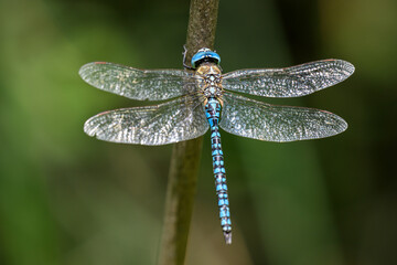 The tall man by the pond lands on a broken reed.