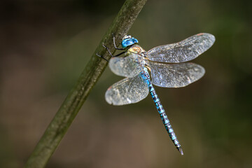 The tall man by the pond lands on a broken reed.
