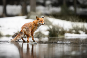 A red fox runs and looks for prey.