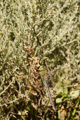 Female emperor dragonfly Anax imperator. The Nublo Rural Park. Tejeda. Gran Canaria. Canary Islands. Spain.