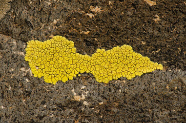 Yellow lichen on a rock. The Nublo Rural Park. Tejeda. Gran Canaria. Canary Islands. Spain.
