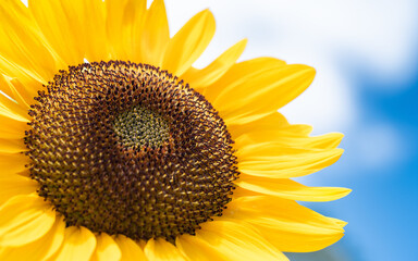 Naklejka premium Beautiful yellow sunflower isolated under the blue sky in hot summer, Flower or flora background 