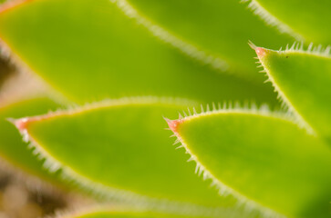 Leaves of the plant Aeonium simsii. The Nublo Rural Park. Tejeda. Gran Canaria. Canary Islands. Spain.