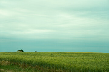steppe before rain.wheat. cloudy weather