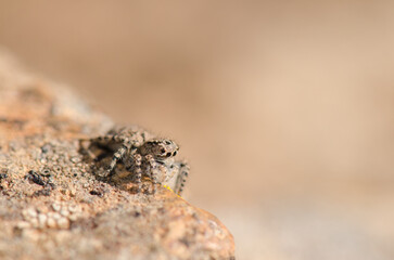 Female jumping spider Aelurillus lucasi. The Nublo Rural Park. Tejeda. Gran Canaria. Canary Islands. Spain.