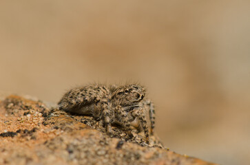 Female jumping spider Aelurillus lucasi. The Nublo Rural Park. Tejeda. Gran Canaria. Canary Islands. Spain.