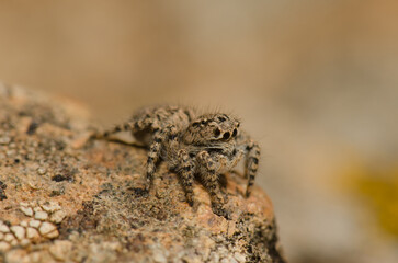 Female jumping spider Aelurillus lucasi. The Nublo Rural Park. Tejeda. Gran Canaria. Canary Islands. Spain.