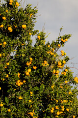 Obraz premium Orange tree Citrus x sinensis with fruits. Cueva Grande. San Mateo. Gran Canaria. Canary Islands. Spain.