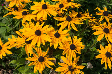 Fototapeta na wymiar yellow flowers (rudbeckia) in the garden