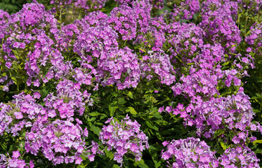 field of pink phlox flowers