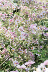 anemone flowers in the garden