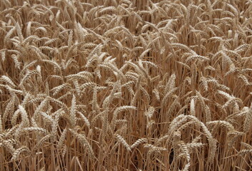 Cereal crop growing in a field