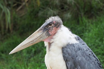 Portrait of a marabou stork