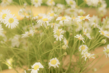 A large clay mug of white flowers. Daisies in a big bouquet