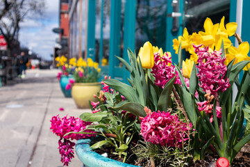 Fototapeta na wymiar Colorful Spring Flowers in a Pot along a Sidewalk in the West Loop of Chicago