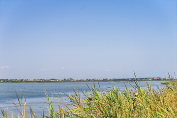 reeds in the water