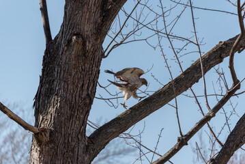Red-tailed Hawk Walking On A Tree Limb
