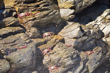 Crabs Grapsus adscensionis on a rocky cliff. Quintanilla. Arucas. Gran Canaria. Canary Islands. Spain.