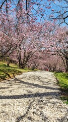 Selective focus of beautiful branches of pink cherry blossoms on the tree under blue sky, Beautiful Sakura flowers during springtime in the park, Flora pattern texture, Floral nature background.