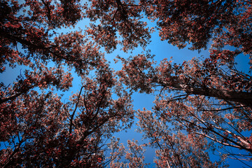 Looking towards the endless blue sky, one can't help but feel a sense of wonder and awe. 