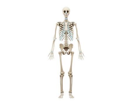 3d rendered medically accurate illustration of a human skeleton.