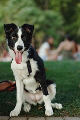 Baby border collie dog