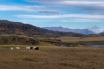 glückliche Schafe in den Bergen von Island