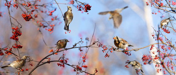 Group of birds eating  berries on rowan tree. The mistle thrush or Fieldfare (Turdus pilaris)