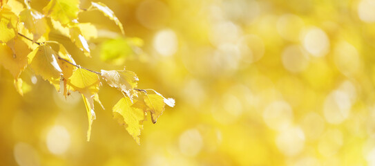 Autumn background.  Autumn leaves on a tree on blurred yellow background