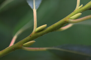 Our Pussywillow tree is still budding late into Summer this year in Windsor in Upstate NY.  New growth on the branches of this plant is a good sign it will do well this autumn.