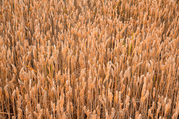 Wheat field ready for harvest. Concept of rich harvest