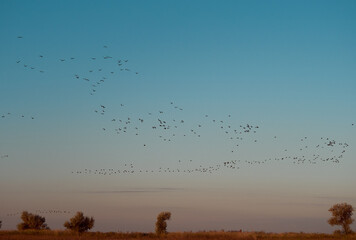 A flock cormorants flying during sunrise on Kinburn Spit,  Mykolaiv Oblast, Ukraine.