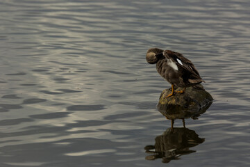Mallard in spring in Aiguamolls De L Emporda Nature Park, Spain