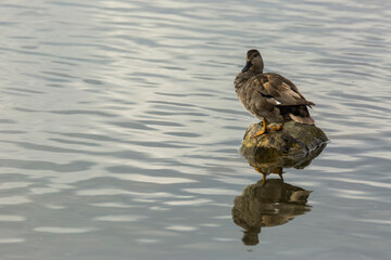 Mallard in spring in Aiguamolls De L Emporda Nature Park, Spain